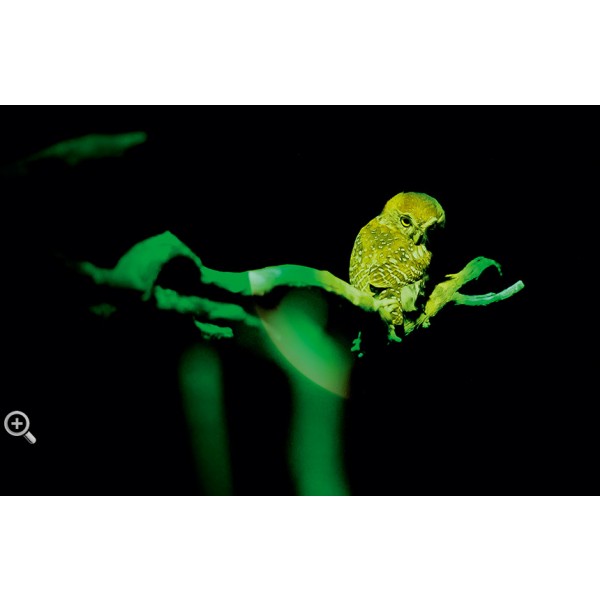 Led Lenser P7QC 